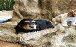 Cocker Spaniel dogs for sale: Beautiful Cocker Spaniel Litter - Image 8