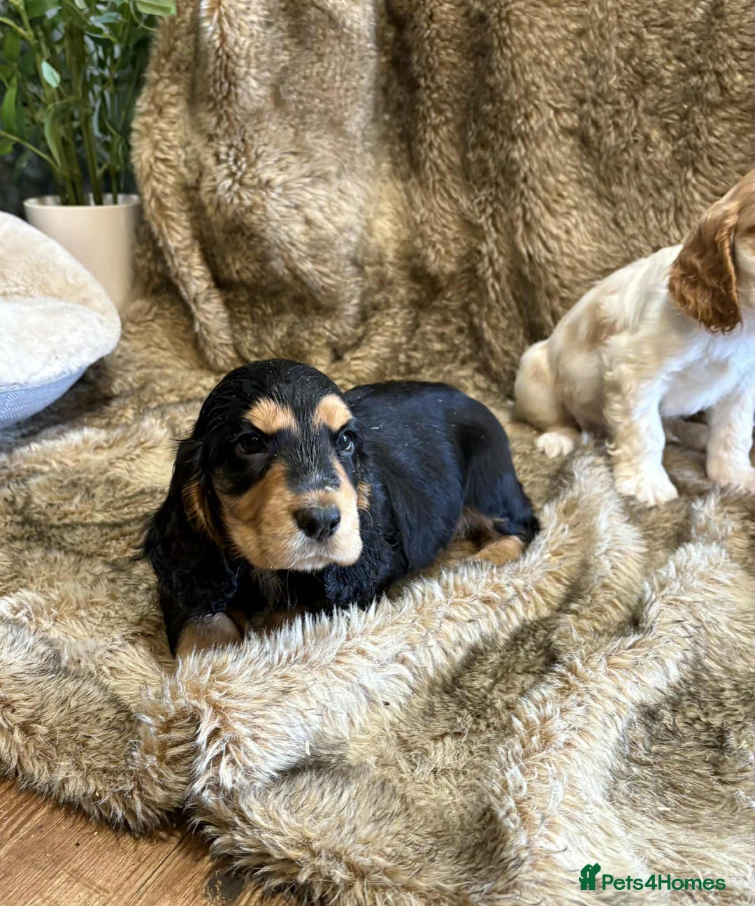 Cocker Spaniel dogs for sale: Beautiful Cocker Spaniel Litter - Image 8