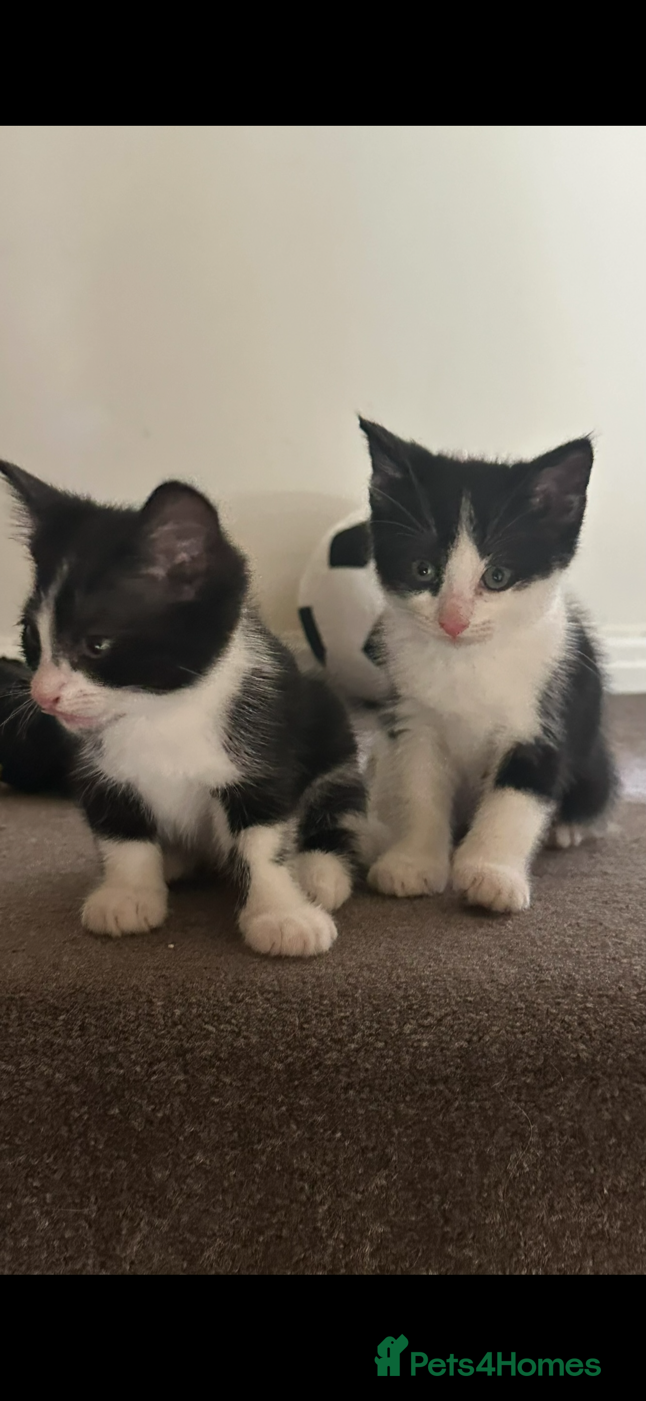 Ragdoll cats Ready now kitten- Ragdoll/British shorthair  - Advert 2