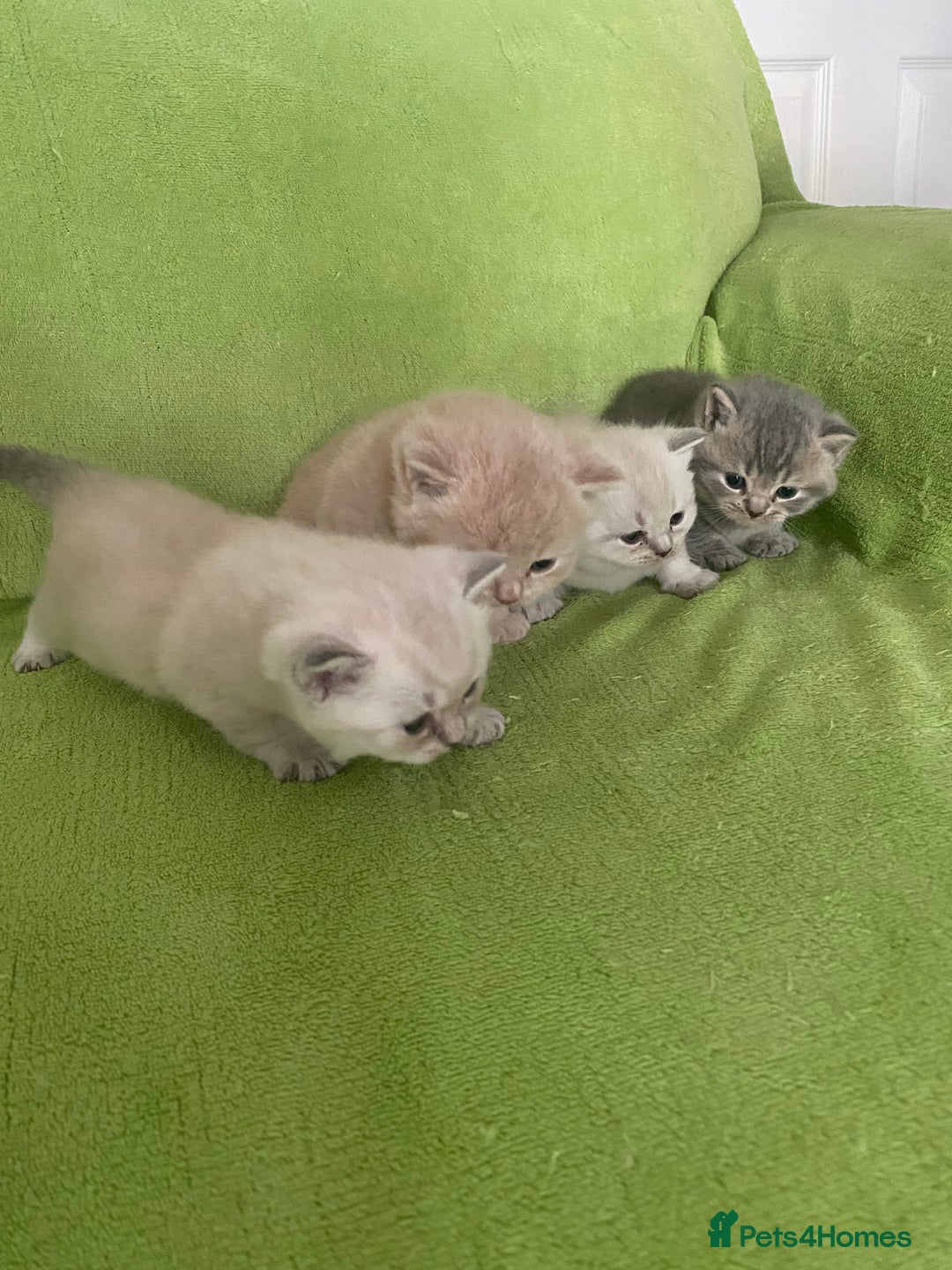 British Shorthair cats for sale: Gorgeous British shorthair kittens - Image 14