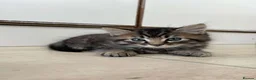 Mixed Breed cats for sale: Two kittens left  - Advert 3