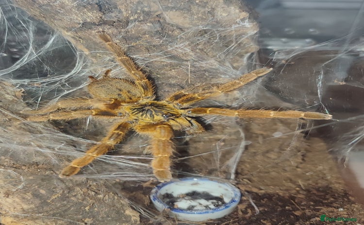 Tarantulas invertebrates - Advert 9