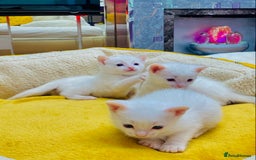 Ragdoll cats for sale: l Ragdol Kiten - Image 4