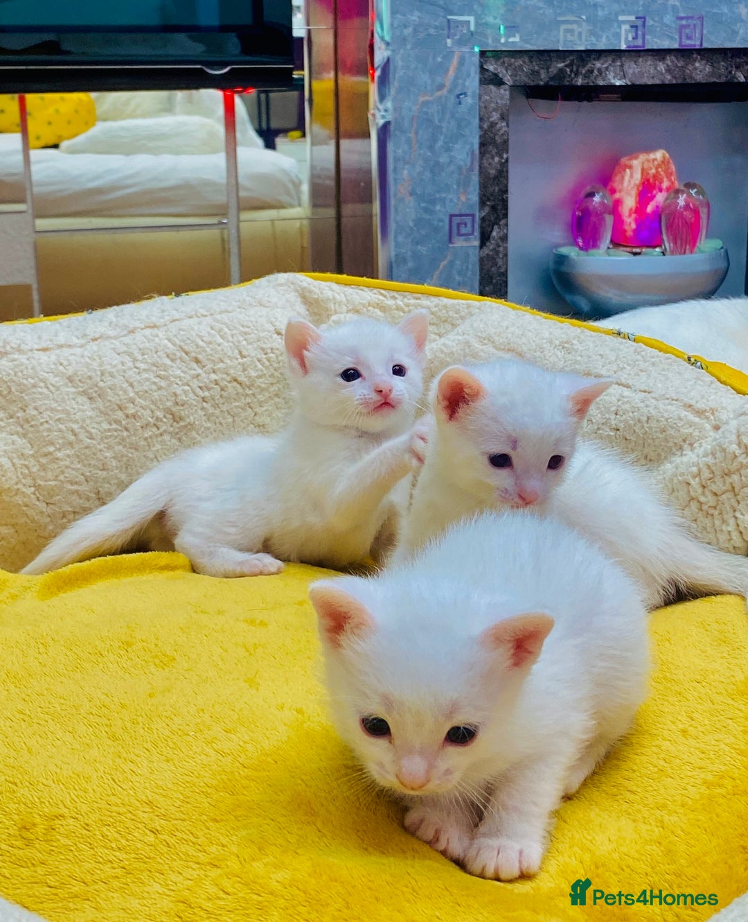 Ragdoll cats for sale: l Ragdol Kiten - Image 4