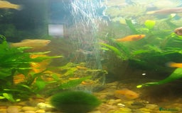 Platies fish for sale: Platy fish x5 - Image 1