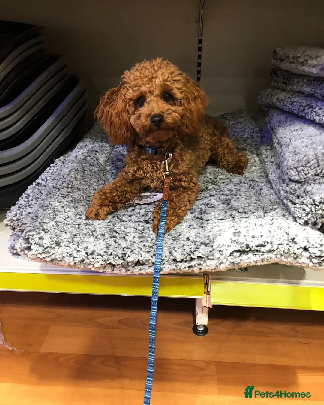 Toy Poodle dogs for stud: EXTENSIVE HEALTH TESTED KC RED TOY POODLE STUD in Woodbridge - Advert 1