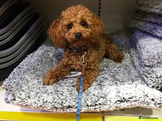 Toy Poodle dogs EXTENSIVE HEALTH TESTED KC RED TOY POODLE STUD in Woodbridge - Advert 3