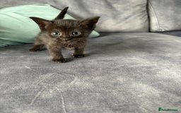 Domestic Shorthair cats for sale: Beautiful kittens  - Image 3