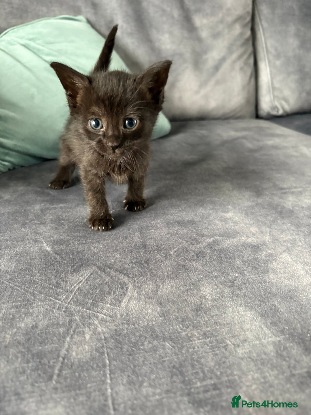 Domestic Shorthair cats for sale: Beautiful kittens  - Image 3