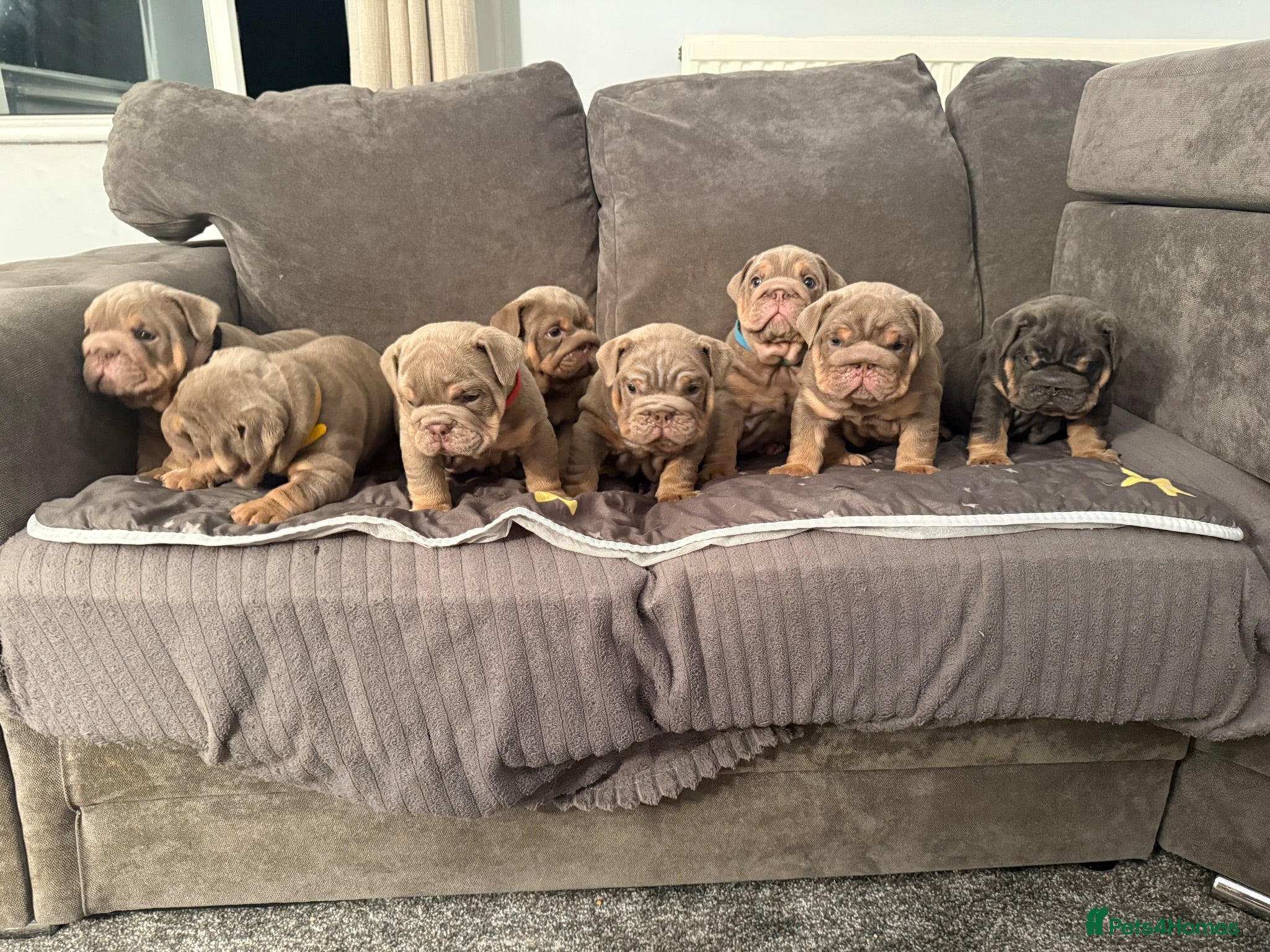 English Bulldog dogs Exceptional KC Registered English Bulldog Puppies  - Advert 1