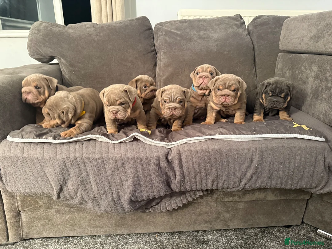 English Bulldog dogs for sale: Exceptional KC Registered English Bulldog Puppies  in Halifax - Advert 1