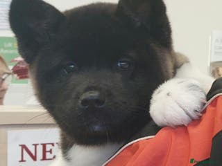 Akita dogs CHAMPION LINE KC REG AKITA PUPPIES - Advert 5