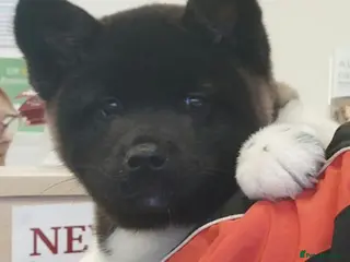 Akita dogs CHAMPION LINE KC REG AKITA PUPPIES - Advert 12