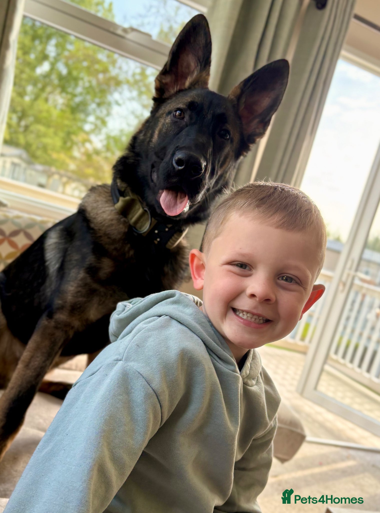 German Shepherd dogs for sale: Simba - Advert 5