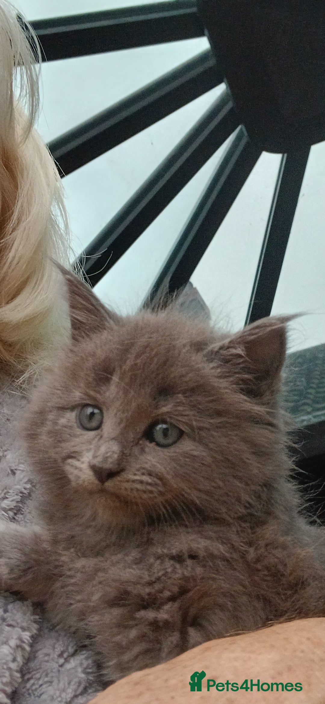 Mixed Breed cats for sale: Maine Coon crossed with Ragdoll ( Ragcoon )  - Image 8