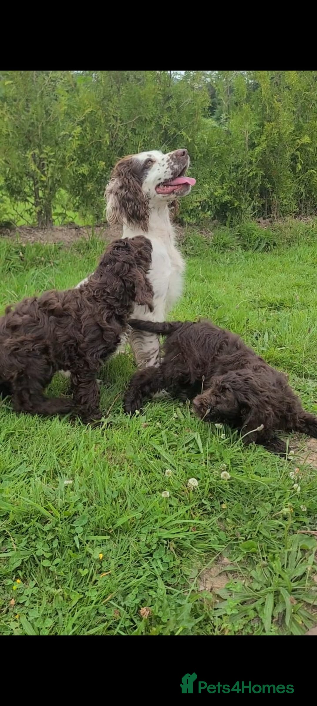 Sproodle dogs for sale: F1 Chocolate Spoodle Puppy - Girl - Image 5