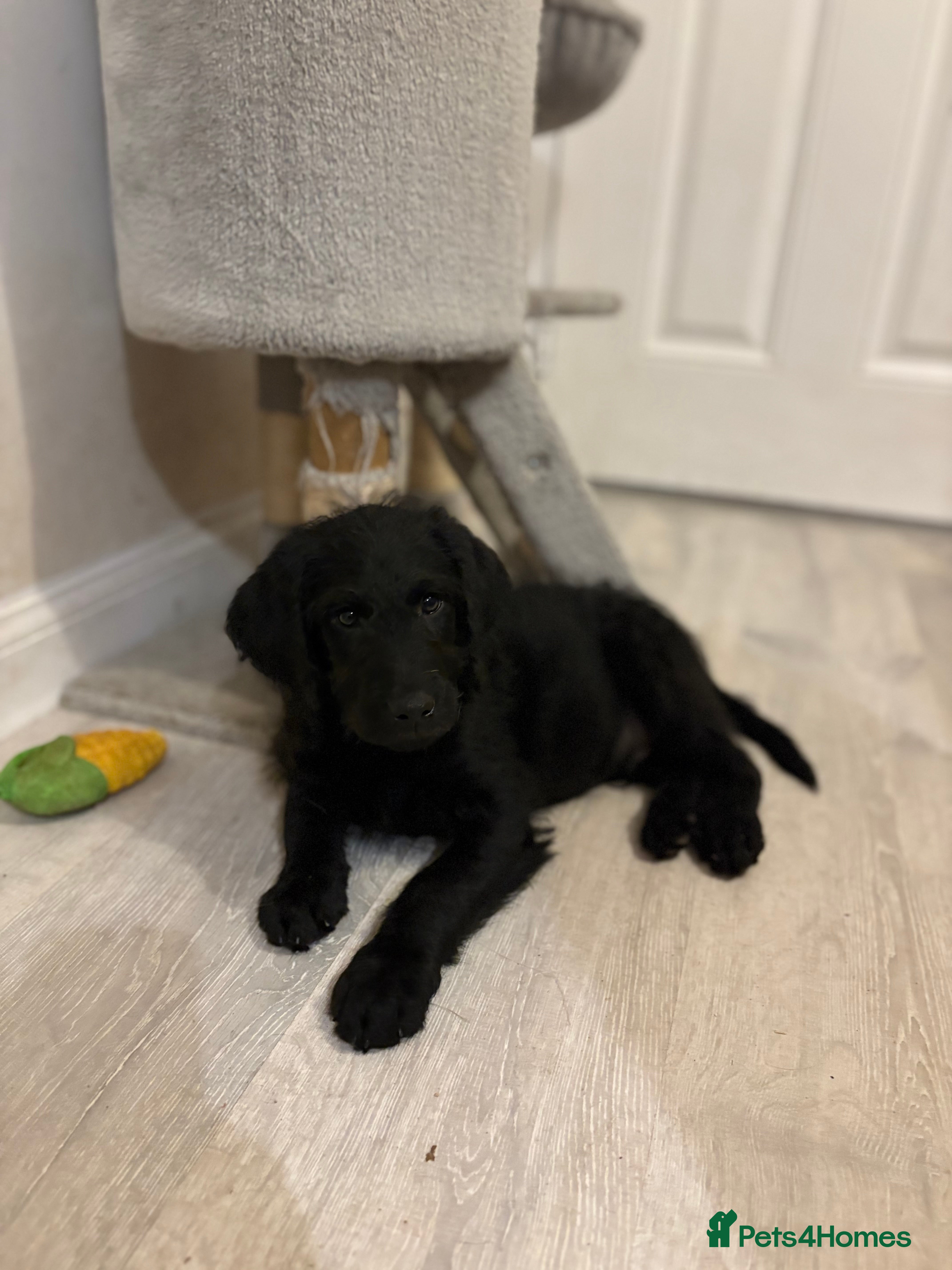 Labradoodle dogs *All now reserved*Last F1 Labradoodle Puppy left! - Advert 2