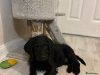 Labradoodle dogs Last F1 Labradoodle Puppy left! - Advert 2