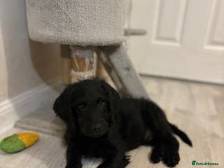 Labradoodle dogs *All now reserved*Last F1 Labradoodle Puppy left! - Advert 11