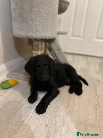 Labradoodle dogs Last F1 Labradoodle Puppy left! - Advert 12