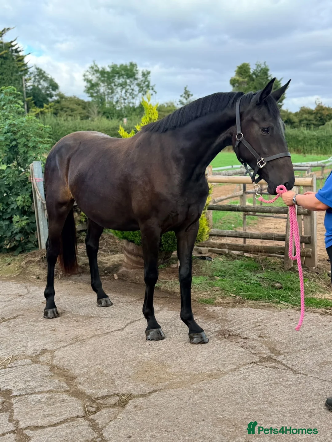 Irish Sports horses for sale: Stunning 3yo - The World Is Her Oyster  - Advert 6
