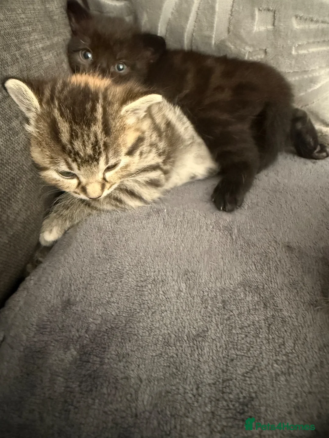 Mixed Breed cats for sale: Kittens for sale - Advert 3