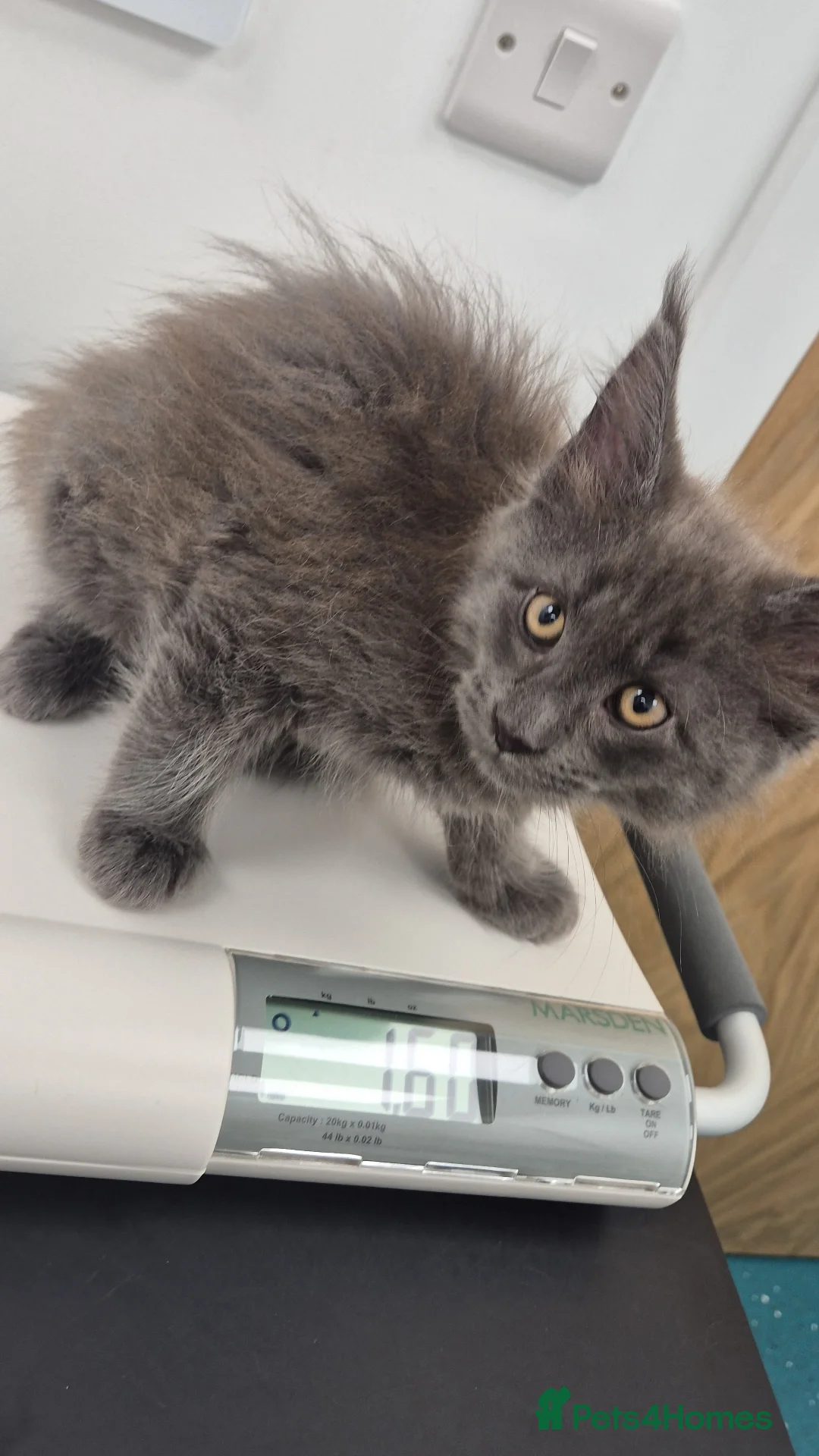 Maine Coon cats Maine Coon kittens Glasgow TICA REGISTERED  - Advert 2