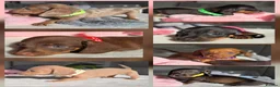 Miniature Dachshund dogs for sale: 🤎 Gorgeous Daxies_Mini Dachshunds 🤎 - Advert 1