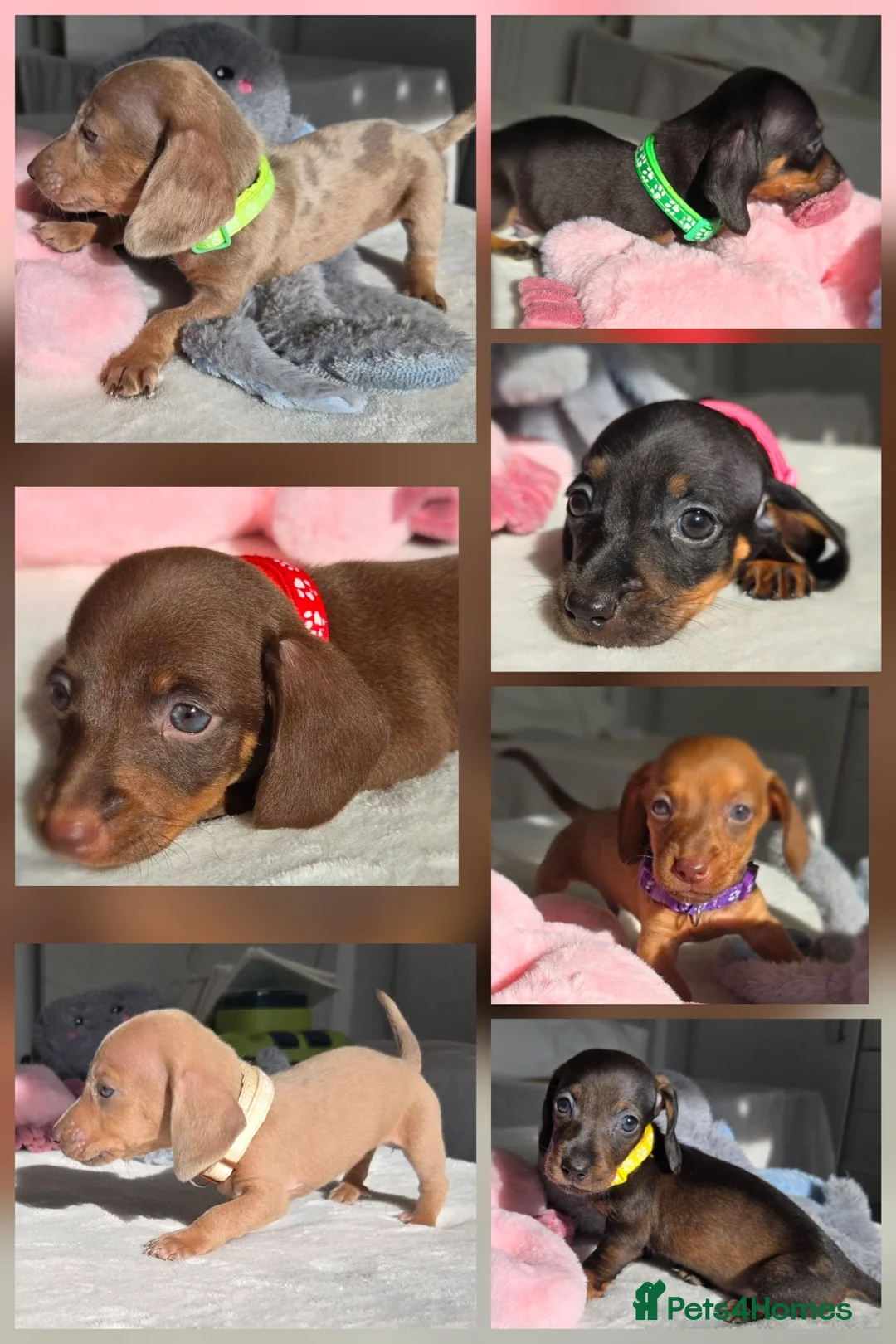 Miniature Dachshund dogs for sale: 🤎 Gorgeous Daxies_Mini Dachshunds 🤎 - Advert 1