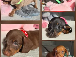 Miniature Dachshund dogs 🤎 Gorgeous Daxies_Mini Dachshunds 🤎 - Advert 3