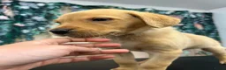 Labrador Retriever dogs for sale: 6 Labrador retrievers black and yellow - Advert 12