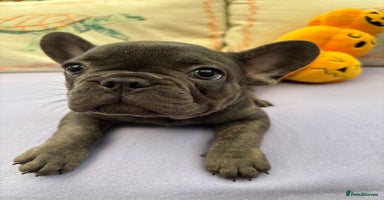 French Bulldog dogs - Advert 10