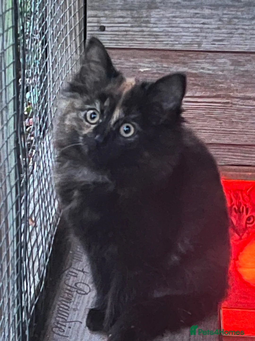 Mixed Breed cats for sale: Super Cute Kitten  in Fordingbridge - Advert 1