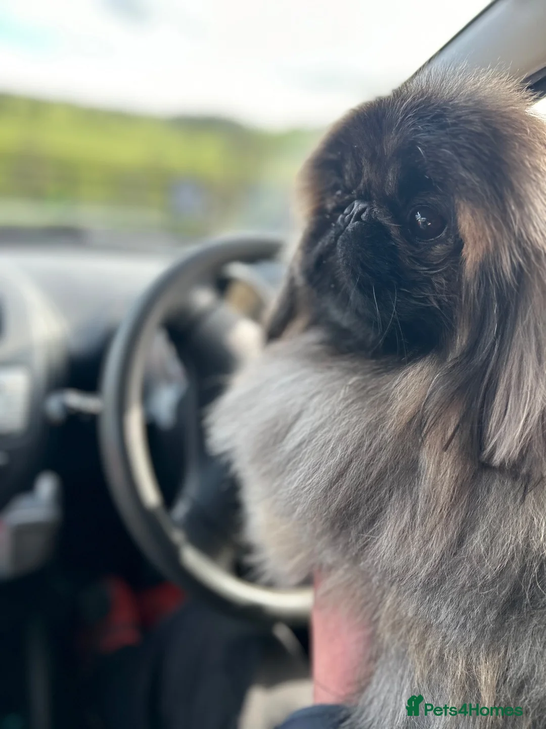 Pekingese dogs for stud: KC registered Pekingese for Stud (Not for sale) - Advert 7