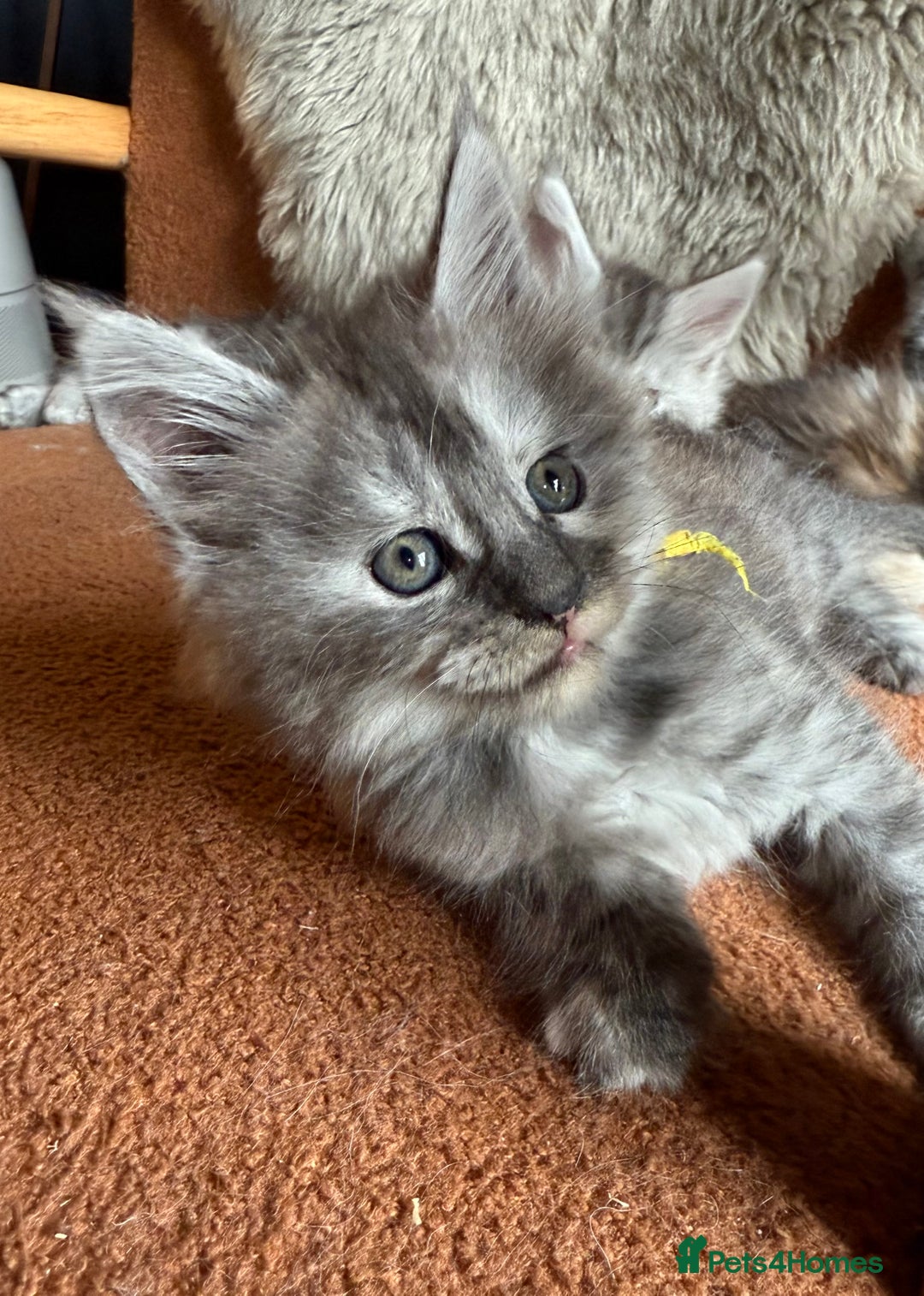 Maine Coon cats for sale: Maine Coon Kittens  - Image 13