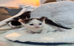 Domestic Shorthair cats for sale: Beautiful litter of kittens - Image 6
