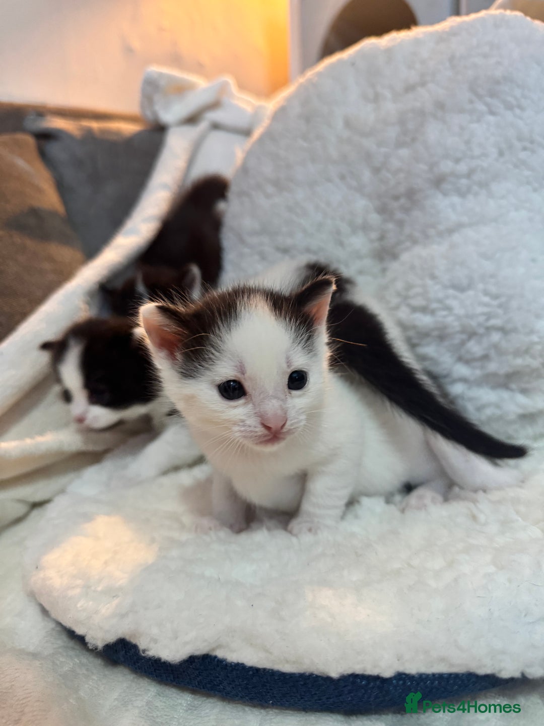 Domestic Shorthair cats for sale: Beautiful litter of kittens - Image 6