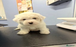 Bichon Frise dogs for sale: 🐶 Bichon Puppies – looking for loving Homes  - Image 11