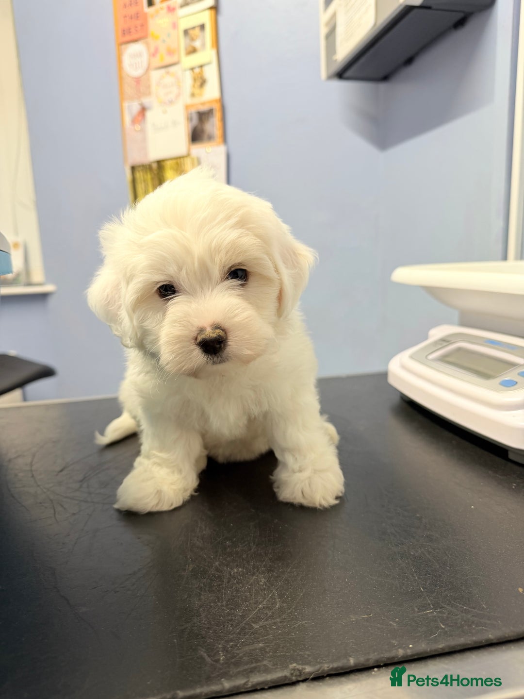 Bichon Frise dogs for sale: 🐶 Bichon Puppies – looking for loving Homes  - Image 11