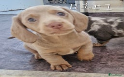 Dachshund dogs for sale: Beautiful dachshunds puppys - Image 11