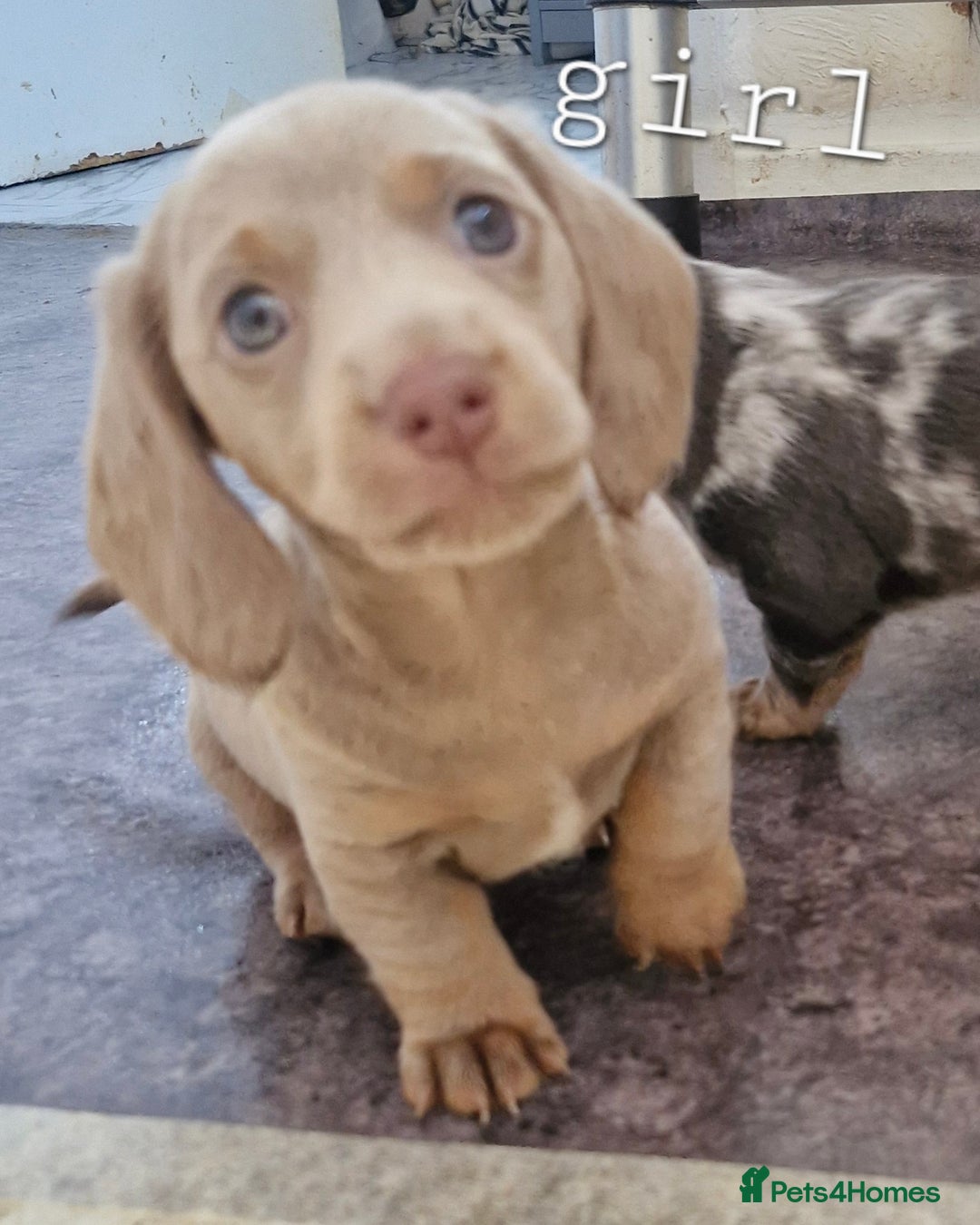 Dachshund dogs for sale: Beautiful dachshunds puppys - Image 11