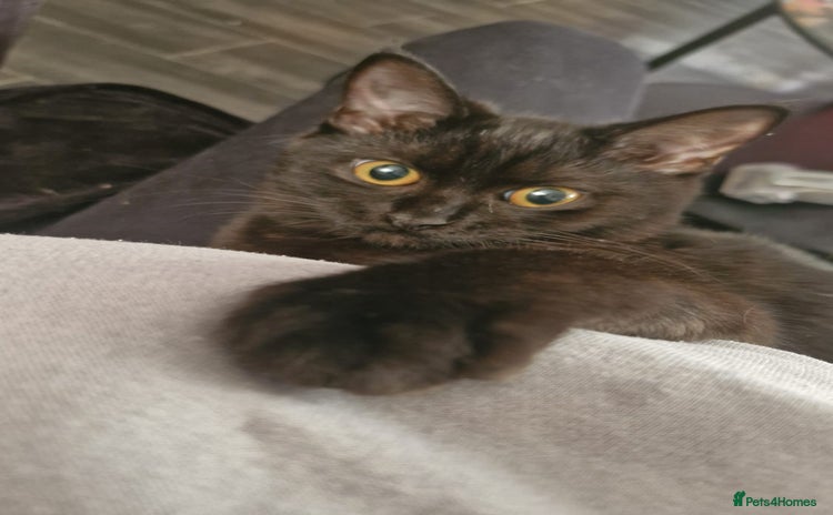 Maine Coon cats - Advert 12