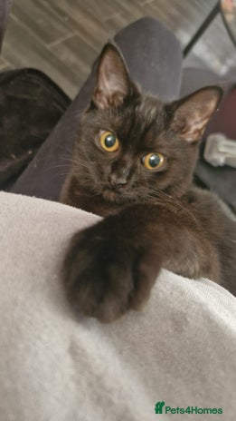 Maine Coon cats - Advert 12