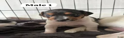 Jack Russell dogs for sale: 3 beautiful Jack Russell puppies - Advert 4