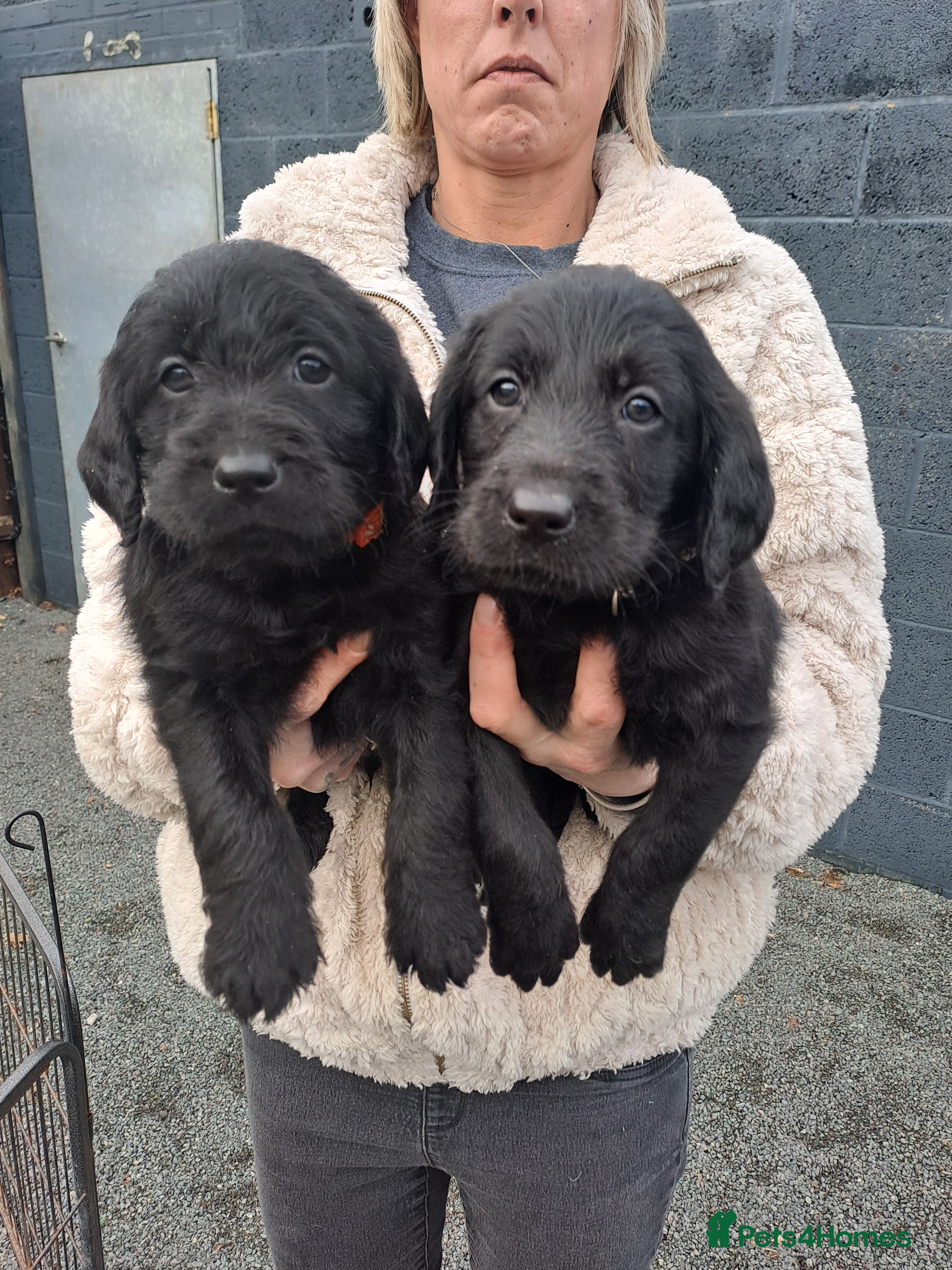 Labradoodle dogs Standard Labradoodle pups - Advert 6