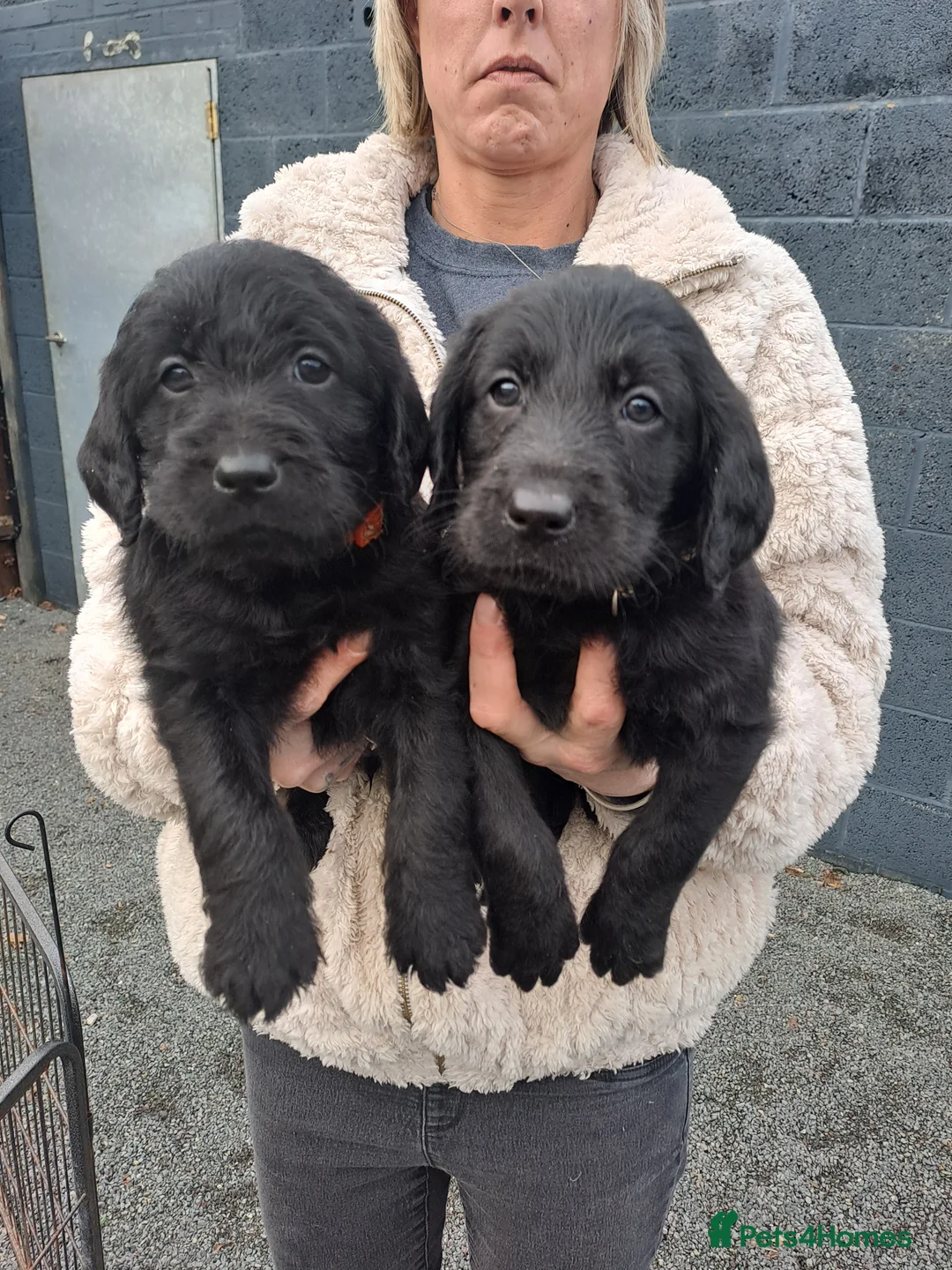 Labradoodle dogs for sale: Standard Labradoodle pups - Advert 1