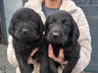 Labradoodle dogs Standard Labradoodle pups - Advert 6