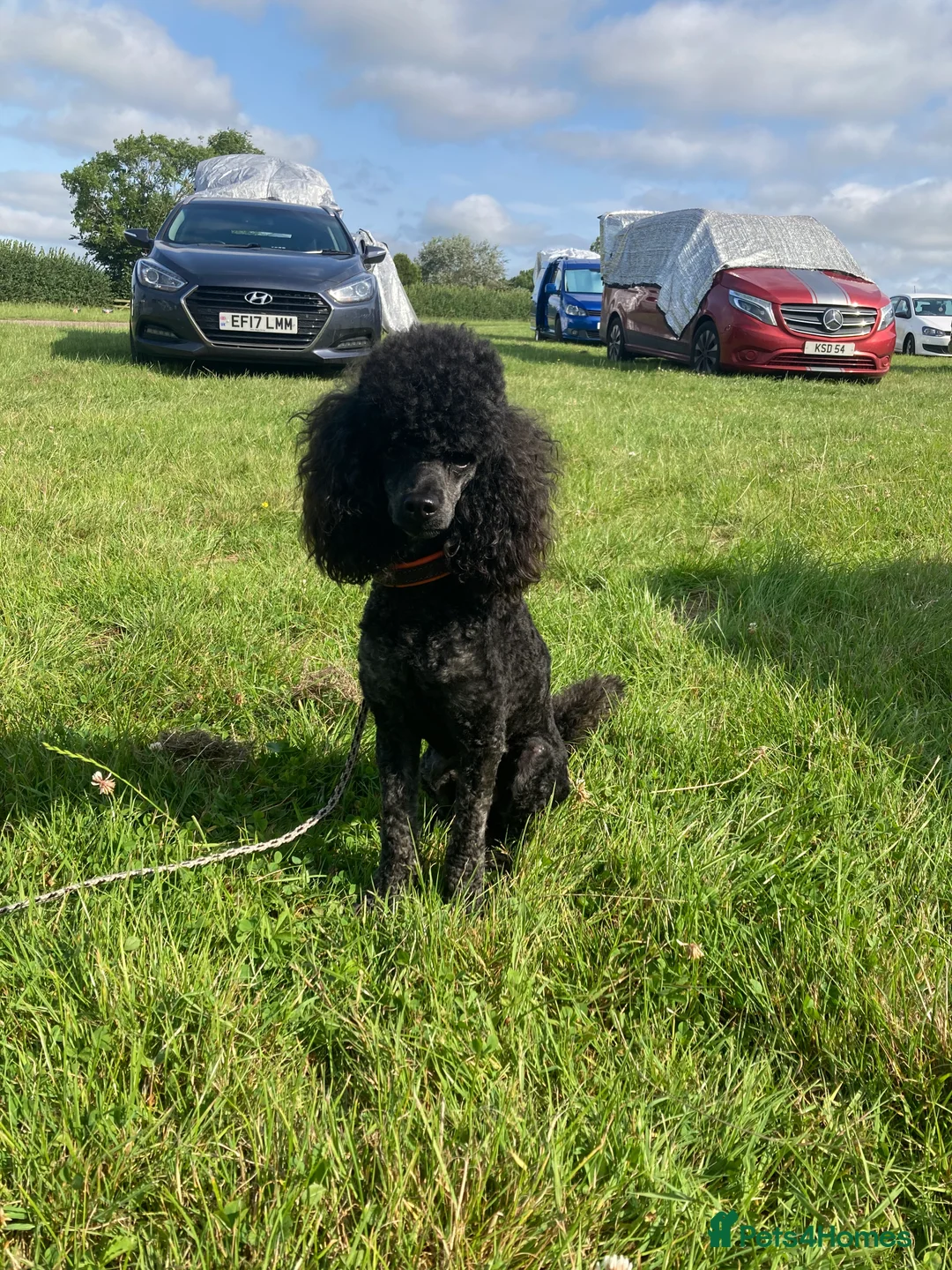 Miniature Poodle dogs for stud: For Stud, Health Tested Toy Poodle in Wareham - Advert 7