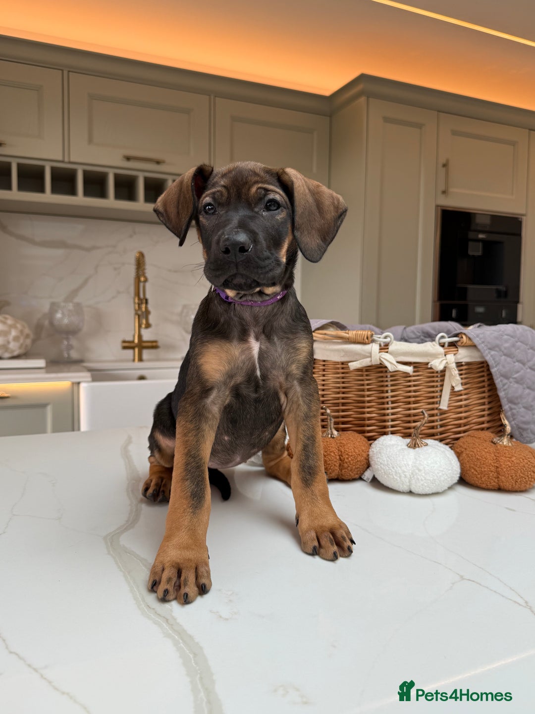 Cane Corso dogs for sale: Beautiful Cane Corso Puppies - Advert 28