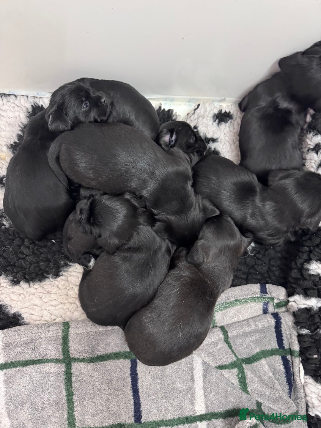 Mixed Breed dogs for sale: Schweenies  - Advert 10